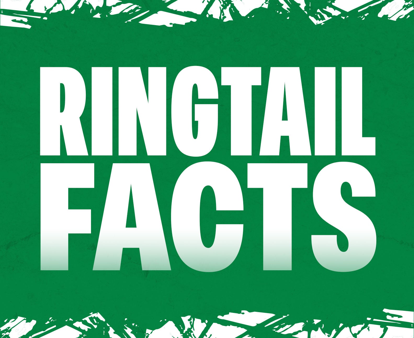 2627-Website Buttons-Ringo Buttons-Ringtail Facts.jpg